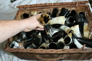 Cuerno Vikingo para Beber, Hecho a Mano, Ecológico, Personalizable, Tallado, Cuerno Natural, Apto para Alimentos, Seguro para Mead, Cerveza, Celebraciones, Duradero - Product Image 3