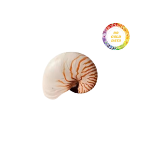 Conchas naturales Nautilus, abulón natural pulido de alta calidad de gran tamaño para una decoración elegante - Product Image 6