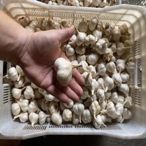 Fresh <b>red</b> garlic <b>bulb</b> Pure white garlic cloves Organic garlic for cooking Premium quality garlic - Product Image 5