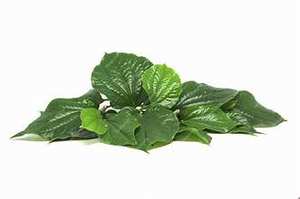 PUR CONGELÉ PIPER LOTLOT FEUILLE ÉTIQUETTE PROPRE NATURELLE À BASE DE PLANTES À BASE D'HERBES SOUTIEN IMMUNITAIRE DÉTOX - Product Image 2