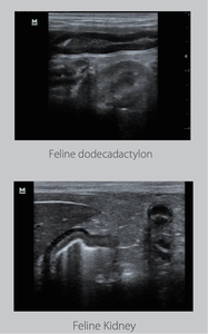 Sistema De Imagem De Diagnóstico Ultrassônico <span class=keywords><strong>Mindray</strong></span> <span class=keywords><strong>DP</strong></span>-30Vet Digital Uso Veterinário Máquina De Ultrassom PW Doppler - Product Image 4