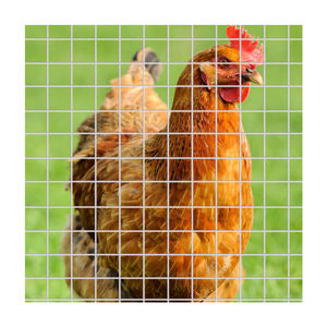 <span class=keywords><strong>Rouleau</strong></span> <span class=keywords><strong>de</strong></span> fil <span class=keywords><strong>de</strong></span> fer galvanisé d'usine pour clôture <span class=keywords><strong>Rouleau</strong></span> <span class=keywords><strong>de</strong></span> fil <span class=keywords><strong>de</strong></span> treillis soudé Trou carré Coupe Pliage Services <span class=keywords><strong>de</strong></span> traitement <span class=keywords><strong>Acheter</strong></span> des rouleaux Vente - Product Image 1