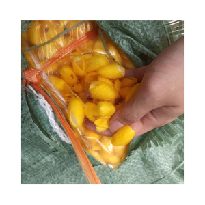 First Grade Yellow Cocoon Batch | For High-End Silk Reeling | Quilt Filling & Fashion Fabric Making - Product Image 1