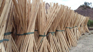 Gran cantidad de palos de madera redondos para la producción agrícola y la fabricación de muebles - Product Image 3