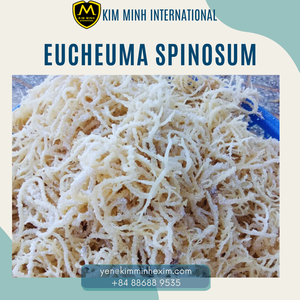 ALGA EUCHEUMA SPINOSUM SECADA DE ALTA CALIDAD PARA EXPORTACIÓN DESDE VIETNAM AL MEJOR PRECIO - Product Image 2