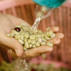 Vietnam Robusta S18 mûr 90% grains de café vert en gros exportation en vrac OEM/ODM soutien emballage personnalisé prix compétitif - Product Image 6