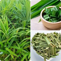 Jus PANDAN FROZEN PREMIUM/100% alami/siap digunakan untuk produksi makanan penutup dan minuman