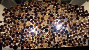 Boutons vierges en corne de buffle naturelle Corne de buffle par Crescent Crafts - Product Image 2