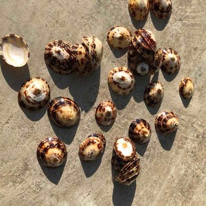 ผู้จัดจำหน่ายเปลือกหอยลิมเปตมืออาชีพสำหรับการขายส่งและการส่งออก เหมาะสำหรับการใช้เป็นของตกแต่งและเปลือกหอยสำหรับการให้นม - Product Image 5