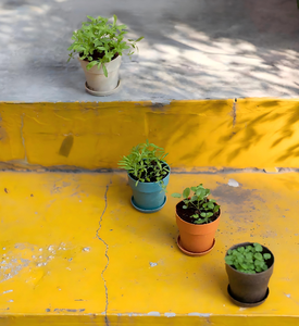 Pioneera Giá Bán Buôn 6.2Cm Vòng Người Trồng Chậu Tái Chế Nhà Máy Nồi Sợi Gạo Vỏ Thân Thiện Với Môi Phân Hủy Sinh Học Trong Nhà Hoa Nồi - Product Image 6