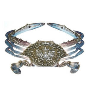 Mayorista Frozen 3 Spot Crab Bulk Exportación Grado Mejor Calidad Proveedor de mariscos y fabricante global - Product Image 4