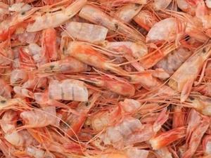 Poudre de coquille de crevettes séchées en gros du delta du Vietnam - Product Image 5