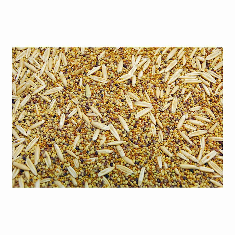 feed seeds for pasture