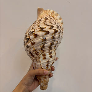 Trompeta de concha blanca única hermosa Charonia 100% Sea Natural Queen Conch para decoración y colección de regalos - Product Image 3