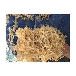 100% algues Eucheuma Cottonii séchées naturelles biologiques/mousse de mer séchée prix bon marché du Vietnam/mousse irlandaise pour l'exportation - Product Image 1