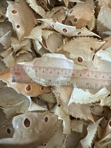 Cáscaras de Cangrejo Secas con Patrón de Manchas Marrones y Blancas para Alimentación Animal - Product Image 4