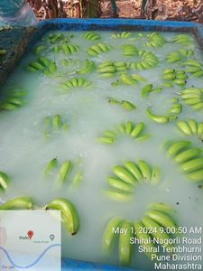 กล้วยเขียวสด ผลไม้ยังไม่สุกเกรดอาหาร บริสุทธิ์ 100% บรรจุภัณฑ์สุญญากาศสำหรับส่งออก ขายส่ง ยี่ห้อ CREKS - Product Image 4
