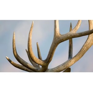 Bulk Sale Whole Red Deer Antlers Elk Antlers Naturally Shed Animal Extract Product for Food Supplement Cattle Gallstones - Product Image 5