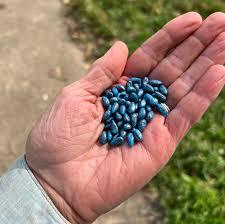 Graine de coton biologique en gros en vrac à vendre - Product Image 2