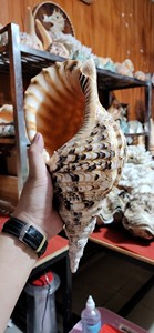 Trompeta de Concha Natural de Vietnam para Ceremonias Rituales y Actuaciones Musicales Tradicionales con Acabado Pulido a Mano - Product Image 6