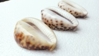 Coquillages de tigre taillés naturels sur mesure de taille 2.5 pouces idéaux pour être utilisés comme pendentifs par les créateurs de bijoux