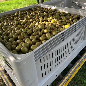 กีวีเกรดพรีเมียม ออร์แกนิค 100% สดใหม่ พันธุ์เฮย์เวิร์ด คลาส 1 ความหวานสูง 9.5+ เกรดส่งออก ผลสุก ขายส่ง - Product Image 3