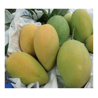 Mangue fraîche du Vietnam Meilleure qualité et prix compétitif Fourni à tous les pays à partir de 99 données d'or au Vietnam