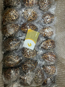 Coquille de cauri naturelle à vendre Coquilles de cauri blanches vides et propres séchées Coquillages en gros pour créateurs de bijoux et magasins de perles - Product Image 5