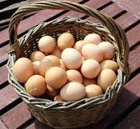 Œufs de poule frais à couver, coquilles blanches, durée de conservation de 5 semaines, en cartons de 63g, marque universelle, origine Bangkok, à vendre