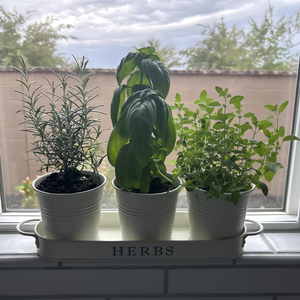 Lot <span class=keywords><strong>de</strong></span> 3 jardinières d'herbes en métal avec plateau, pots <span class=keywords><strong>de</strong></span> jardin d'herbes d'intérieur <span class=keywords><strong>pour</strong></span> <span class=keywords><strong>rebord</strong></span> <span class=keywords><strong>de</strong></span> fenêtre <span class=keywords><strong>de</strong></span> cuisine, pots <span class=keywords><strong>de</strong></span> fleurs en étain blanc avec poignées - Product Image 6