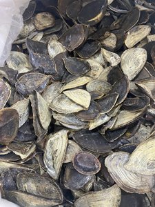 Operculum เปลือกหอย Murex สำหรับน้ำหอม - Product Image 6