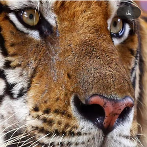 <span class=keywords><strong>Papier</strong></span> <span class=keywords><strong>peint</strong></span> de tigre de Sibérie animal de style moderne pour canapé de salon toile de fond TV <span class=keywords><strong>papier</strong></span> <span class=keywords><strong>peint</strong></span> mural personnalisé pour les murs - Product Image 4