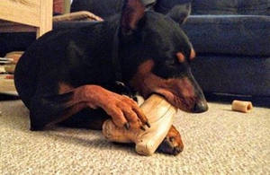 Masticable para Perros de Madera de Café Gorila Natural 2025 |   Juguete Masticable Ecológico Sin Astillas Hecho en VIETNAM HOANG LINH SG - Product Image 4