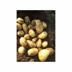European Export of New Crop Fresh White and Red Potatoes High Nutrition Certified for Plant Oils Wholesaling - Product Image 5
