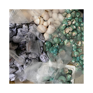 Hermosas criaturas del mar natural redondo fusinus undatus adornos de fotografía únicos y lujosos de la naturaleza - Product Image 1