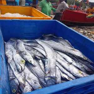2025 bonne qualité poisson ruban congelé en gros bas prix de haute qualité en Stock acheter livraison rapide à vendre - Product Image 4
