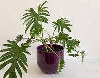 Planta Philodendron Xanadu Waterfall - Diseño Moderno para Exteriores, 50 cm de Altura