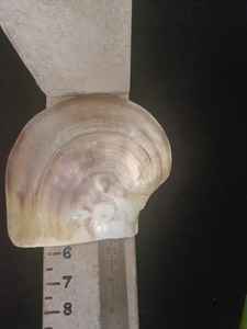 Cuentas de concha de perlas para madre de joyería, diseñador y Tiendas de Cuentas - Product Image 5