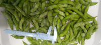 Vente en gros en vrac de soja surgelé IQF, edamame vert, haricots verts jeunes, Akina