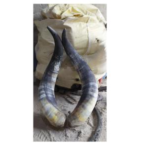 Buffalo Decorative Horn <b>for</b> <b>Home</b> and Best Selling Pair Horn Handmade Decorate Polished Buffalo Pair Horn Long Size - Product Image 4