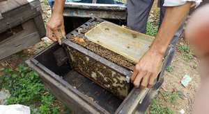 <b>Honeycomb</b> honey from Vietnam suitable for long term export cooperation and wholesale distribution channels - Product Image 2