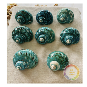 Coquilles turbo naturelles en vrac Coquillages décoratifs pour bijoux faits à la main, souvenirs et décoration côtière, approvisionnement au Vietnam - Product Image 2