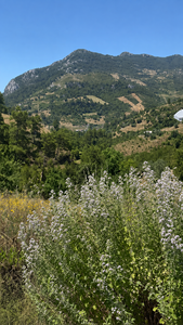 Huile d'origan sauvage de montagne biologique riche en carvacrol, Origanum Minutiflorum, huile d'origan turque distillée à la vapeur, vente en gros - Product Image 6