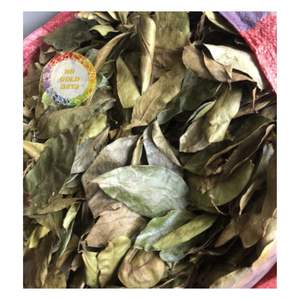 Feuilles de corossol séchées en gros, exportation en vrac, feuilles de graviaola propres, fournisseur du Vietnam, réseau mondial - Product Image 1