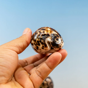 Concha Marina natural, Concha, concha de caracol para decoración del hogar, concha de cauri de Tigre, colección de conchas únicas de gran tamaño, conchas marinas raras - Product Image 2