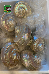 เปลือกหอยสำหรับเครื่องประดับทำด้วยมือชิ้นงานตกแต่งแบบพรีเมี่ยมจากธรรมชาติเหมาะสำหรับบ้านและกิจกรรมจากเวียดนาม - Product Image 3