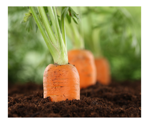 แครอทสดออร์แกนิกขนาดเท่า200-250GM จากเวียดนามขายส่งคุณภาพระดับพรีเมียม - Product Image 3