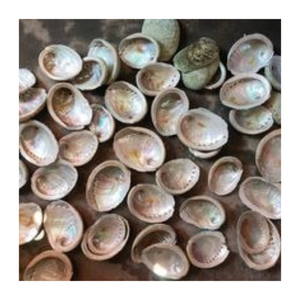 เปลือกหอยเป๋าฮื้อแบบเวียดนามเครื่องประดับสำหรับตกแต่งงานฝีมือเครื่องประดับเปลือกหอยธรรมชาติสีรุ้งสวยงามสำหรับบ้านร้านอาหารข้อเสนอที่ดีที่สุดตอนนี้ - Product Image 1