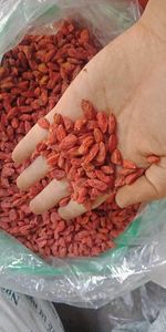 โกจิเบอร์รี่อบแห้งเกรดพรีเมียม สีแดงสดใส สำหรับชาซอง ของขวัญสะสม และวัตถุดิบอาหาร นำเข้าจากเวียดนาม - Product Image 2
