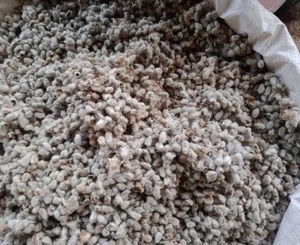 Semillas de Algodón Frescas - Product Image 2